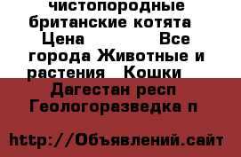 чистопородные британские котята › Цена ­ 10 000 - Все города Животные и растения » Кошки   . Дагестан респ.,Геологоразведка п.